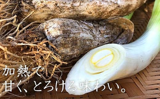 明治から守る伝統野菜「曲がりネギ」約3kg F7X-0075