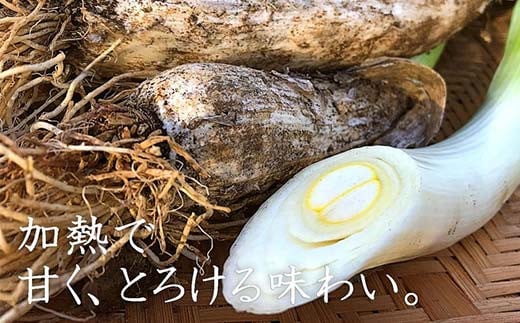 明治から守る伝統野菜「曲がりネギ 紅白セット」約3kg F7X-00