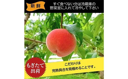 桃 品種おまかせ 3kg 9～12個 もも 贈答 プレゼント ＜佐藤果