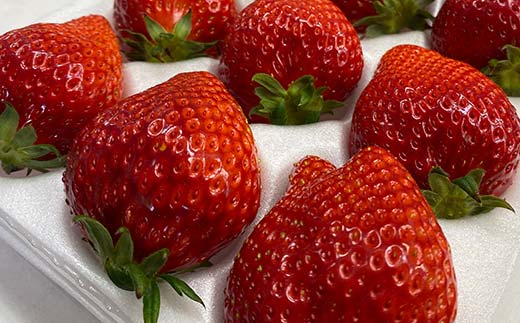 須賀川産いちご「甘園房～あまえんぼう～」BIGサイズ 1パッ