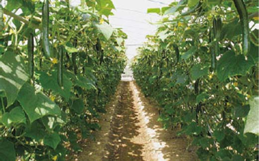 福島県須賀川市産 岩瀬キュウリ10kg 産地直送のパリパリ新