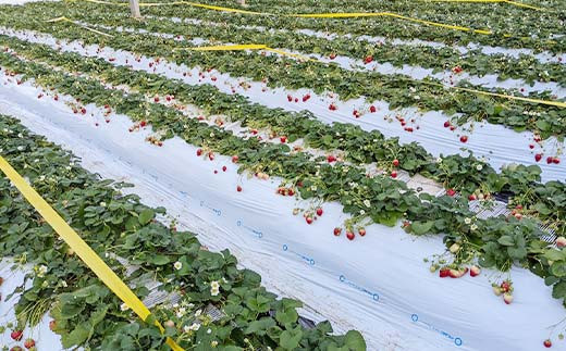 ＜アグリハウス秋山＞ とちおとめ デラックス3L～4L 大玉 24