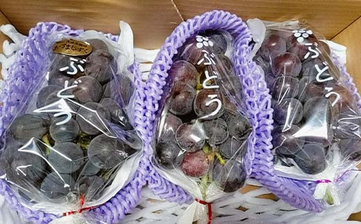 ぶどう あづましずく 1.5kg(2～4房) 贈答用 ＜佐藤果樹園＞ F7X