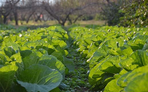 阿部農縁の採れたて野菜でBBQ!農業体験と野菜たっぷりバー