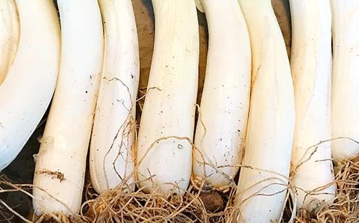 明治から守る伝統野菜「曲がりネギ」約3kg F7X-0075