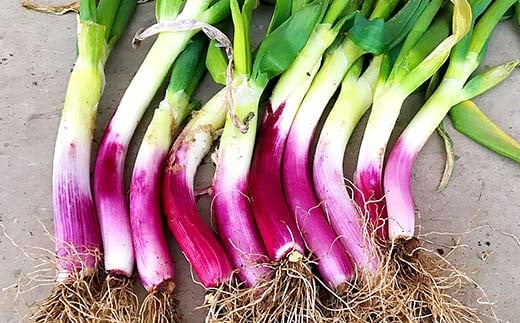 明治から守る伝統野菜「曲がりネギ 紅白セット」約3kg F7X-00
