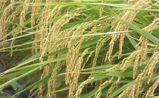 2026年産 特別栽培米 太地米完熟【こしひかり】 玄米 2kg ブ