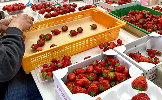 須賀川産いちご「甘園房～あまえんぼう～」BIGサイズ 1パッ