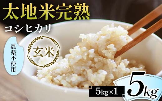2026年産 農薬不使用 太地米完熟【こしひかり】 玄米 5kg ブ