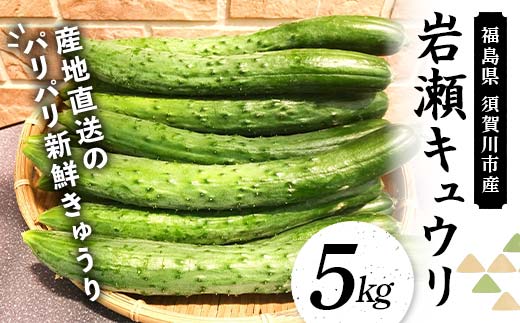 福島県須賀川市産 岩瀬キュウリ5kg 産地直送のパリパリ新鮮