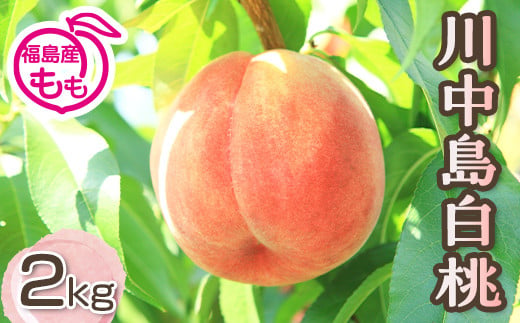 阿部農縁　福島の桃　川中島白桃2kg(6～9玉)　ギフト・贈答