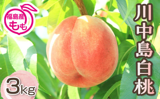 阿部農縁　福島の桃　川中島白桃3kg(8～12玉)　ギフト・贈答