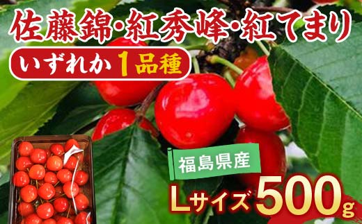 さくらんぼ 佐藤錦 紅秀峰 紅てまり どれか1品種 500g Lサイ