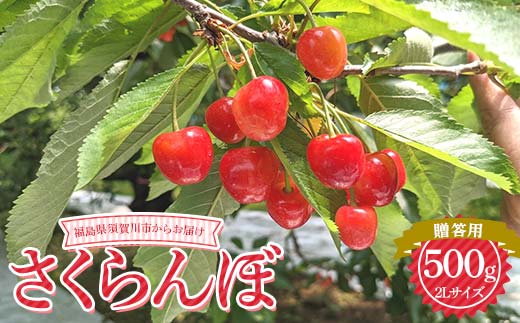 さくらんぼ 佐藤錦 紅秀峰 紅てまり どれか1品種 500g 2L 贈答