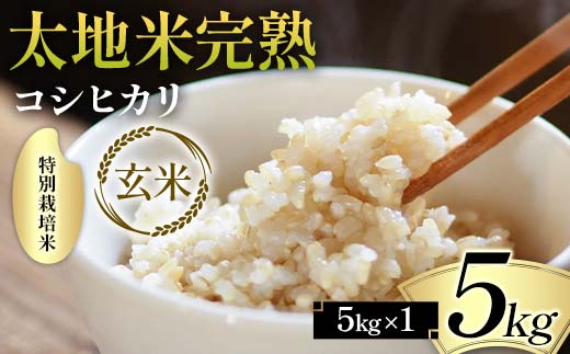 2026年産 特別栽培米 太地米完熟【こしひかり】 玄米 5kg ブ