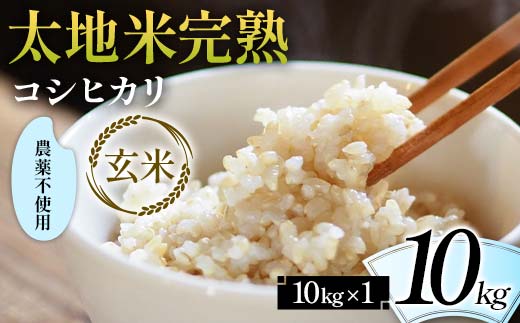 2026年産 農薬不使用 太地米完熟【こしひかり】 玄米 10kg ブ