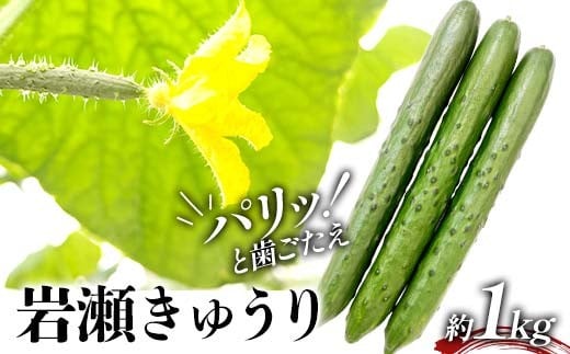 タクシー会社直送 パリッと歯ごたえ 岩瀬きゅうり1kg キュ