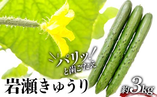 タクシー会社直送 パリッと歯ごたえ 岩瀬きゅうり3kg キュ