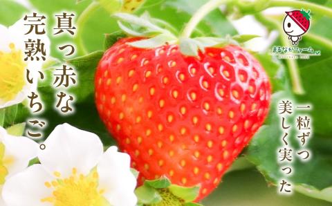 《2026年3月以降順次発送》粒揃い贈答用いちご2箱【まるなかファーム株式会社】