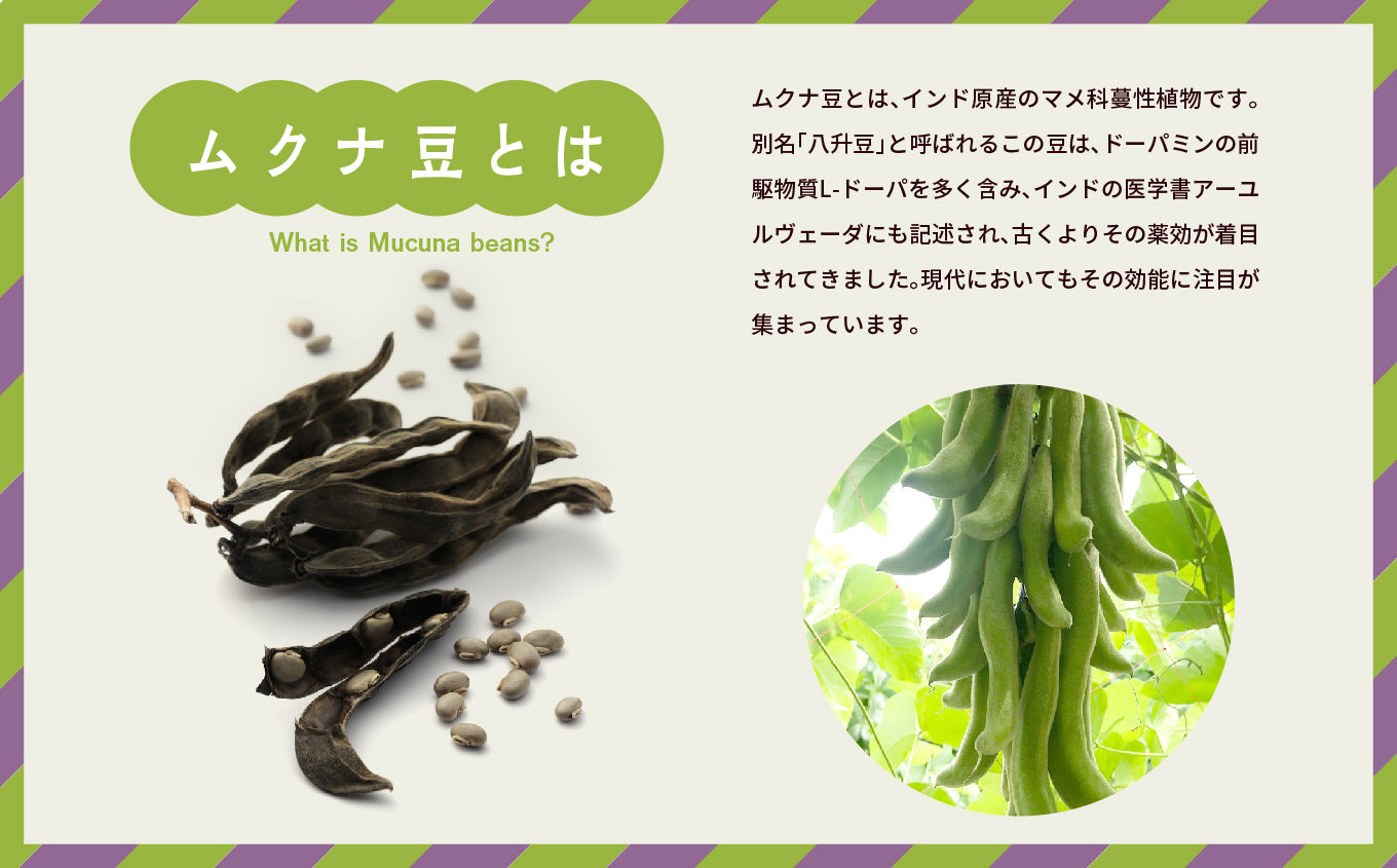 あだたらムクナ豆茶100g×2袋【ADATARAふぁーむ】