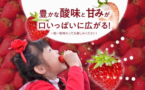 《2026年1月3日～5月23日開園》いちご狩り入場チケット【まるなかファーム株式会社】
