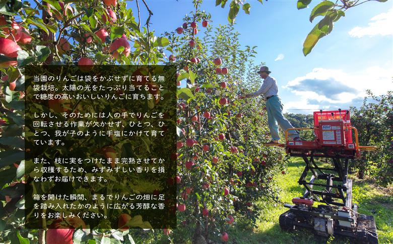 2024年10月北海道 で収穫した 松の実5kg 【公式通販】