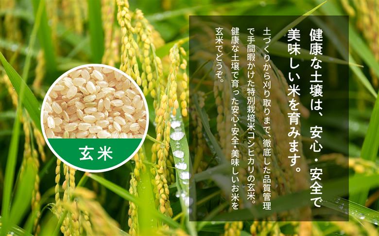 令和7年産 《10月中旬以降順次発送》コシヒカリ玄米10kg（5kg×2袋） 完熟菊姫米【ADATARAふぁーむ】