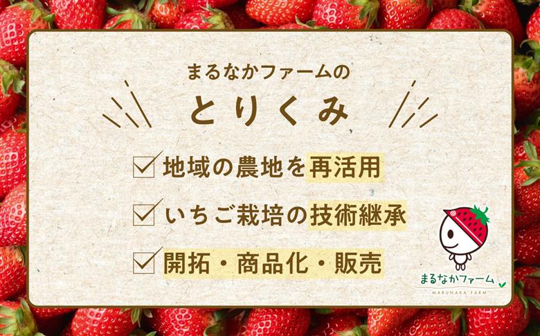 《2026年3月以降順次発送》大粒！完熟いちご2パック入り1箱【まるなかファーム株式会社】