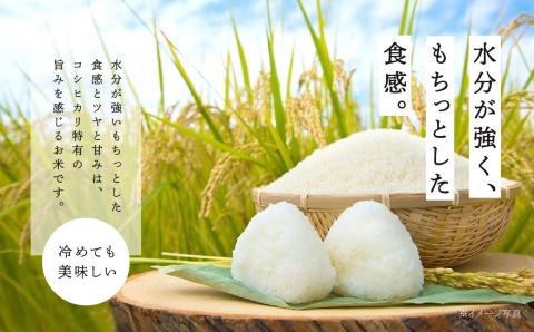 令和7年産 コシヒカリ あだちのめぐみ 10kg【JAふくしま未来 こらんしょ市】