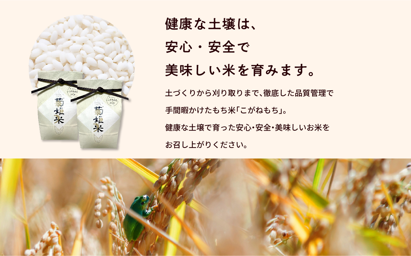 完熟菊姫米もち米1kg×2袋（ 高級ブランドもち米こがねもち使用）【ADATARAふぁーむ】