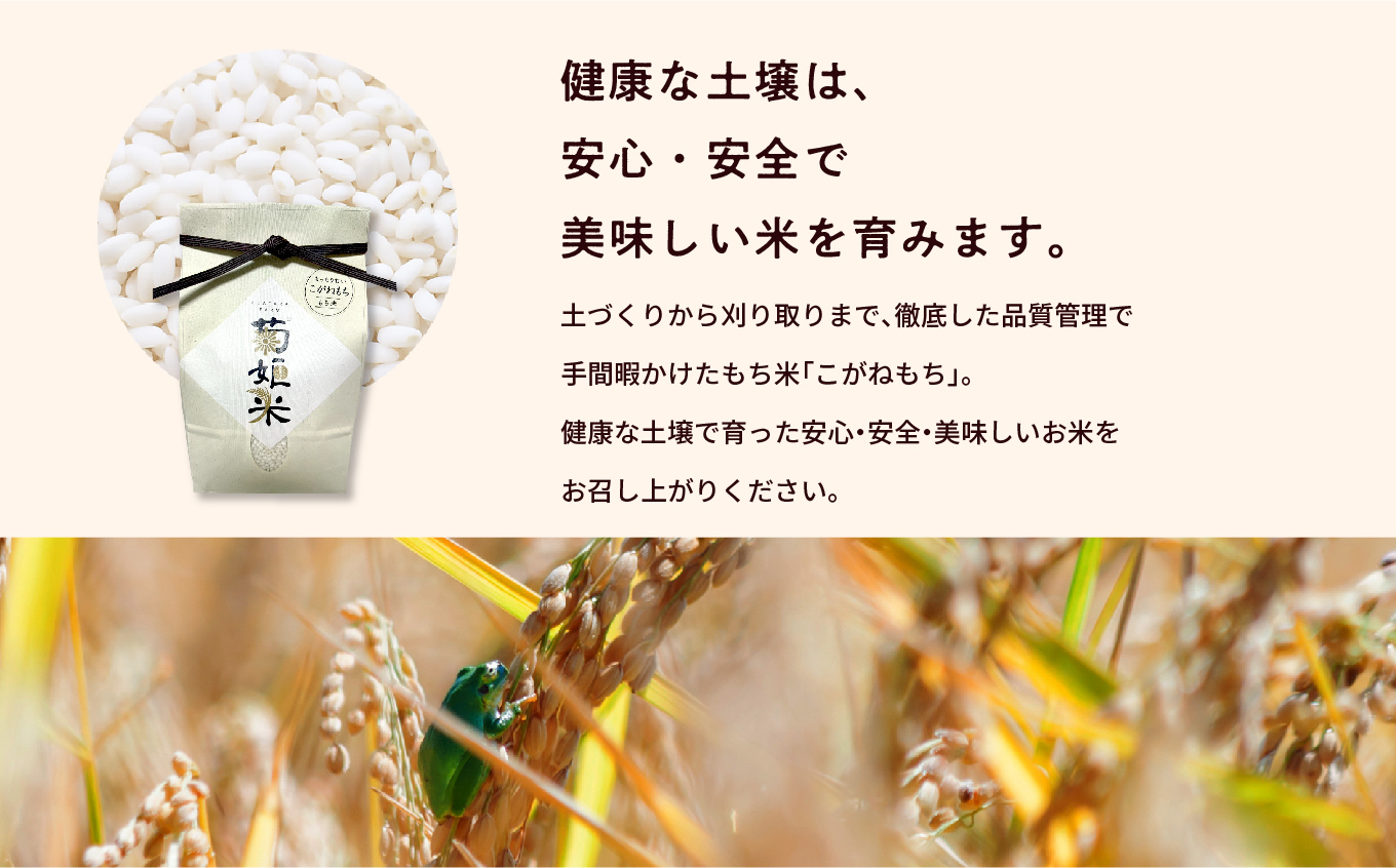 完熟菊姫米もち米5kg（ 高級ブランドもち米こがねもち使用）【ADATARAふぁーむ】