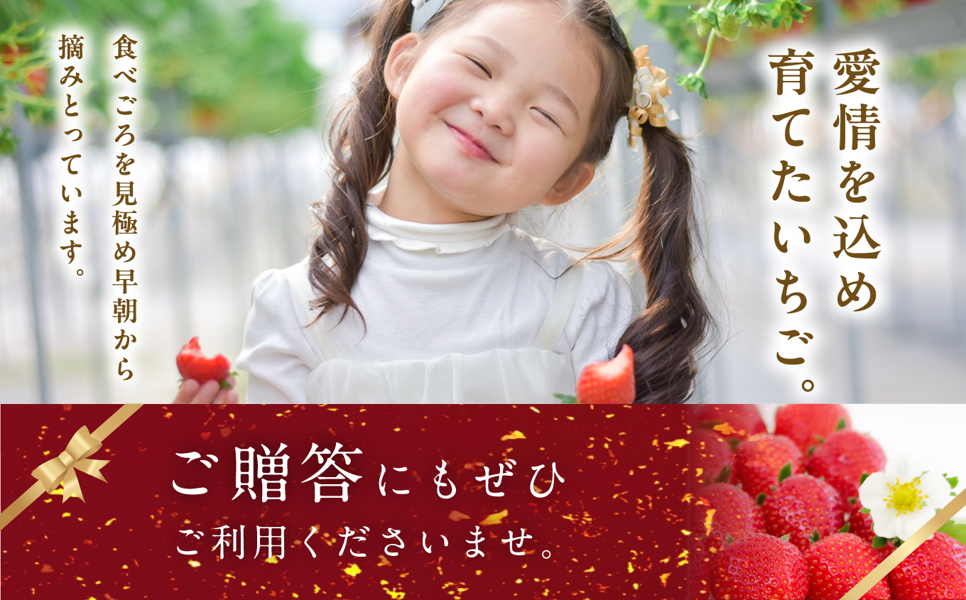 《2026年3月以降順次発送》大粒！完熟いちご2パック入り1箱【まるなかファーム株式会社】