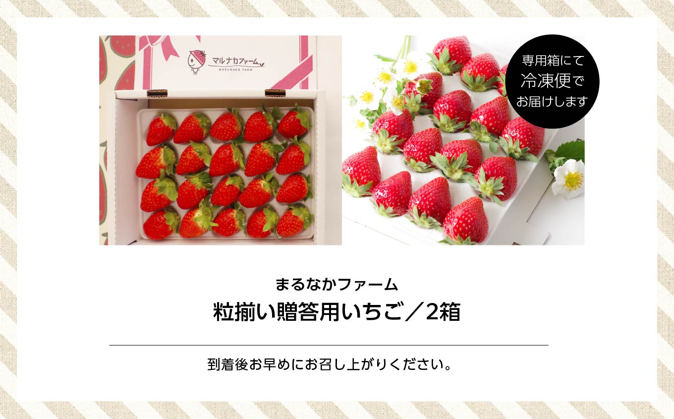 《2026年3月以降順次発送》粒揃い贈答用いちご2箱【まるなかファーム株式会社】