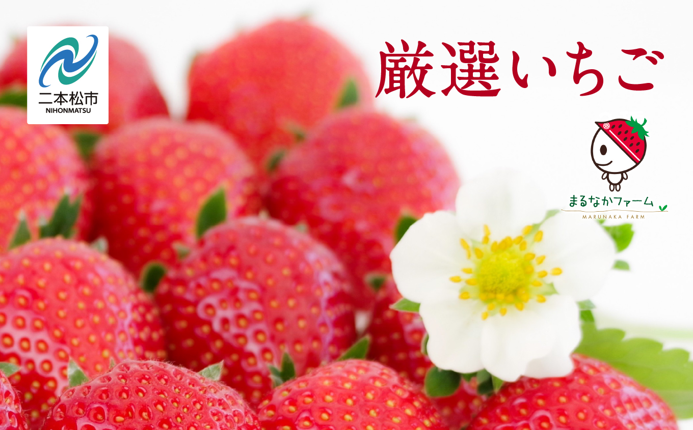 《2026年3月以降順次発送》大粒！完熟いちご2パック入り1箱【まるなかファーム株式会社】