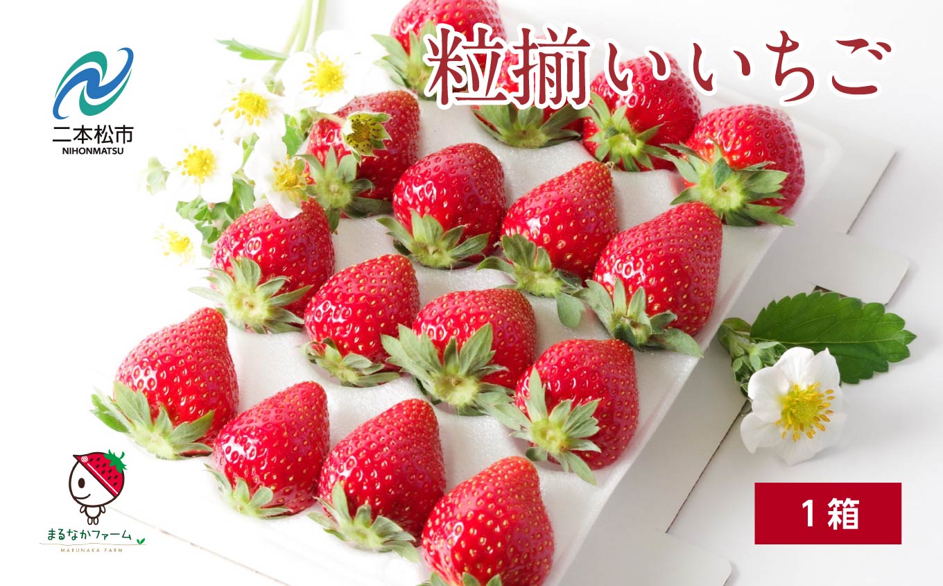 《2026年3月以降順次発送》粒揃い贈答用いちご1箱【まるなかファーム株式会社】