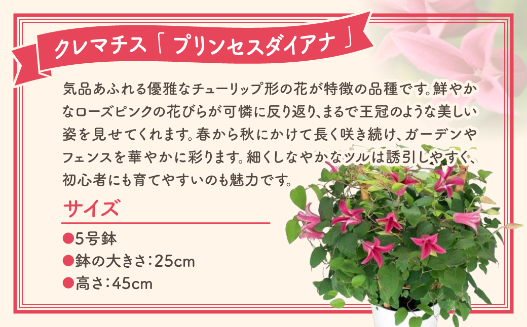 【 先行受付：令和7年5月11日の母の日 】 クレマチス 「 プリンセスダイアナ 」 5号鉢 ラッピング付き 母の日直前にお届け 2025年 お母さんへの心を込めた贈り物 長持ち 鉢植え フラワーセット プレゼント 送料無料 故郷納税 福島県 田村市 フローラハシモト N052-006