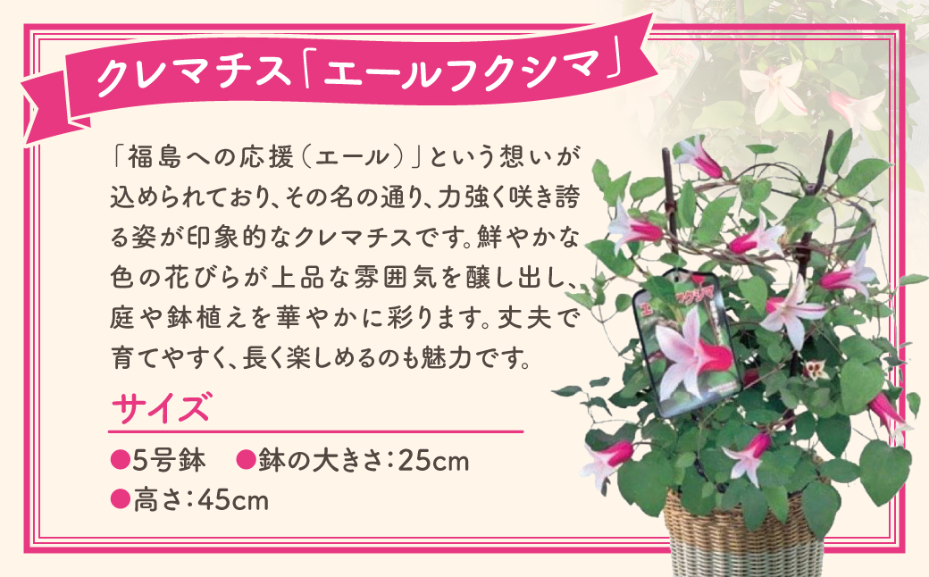 【 先行受付：令和7年5月11日の母の日 】 クレマチス 「 エールフクシマ 」 5号鉢 ラッピング付き 母の日直前にお届け 2025年 お母さんへの心を込めた贈り物 長持ち 鉢植え フラワーセット プレゼント 送料無料 故郷納税 福島県 田村市 フローラハシモト N052-007