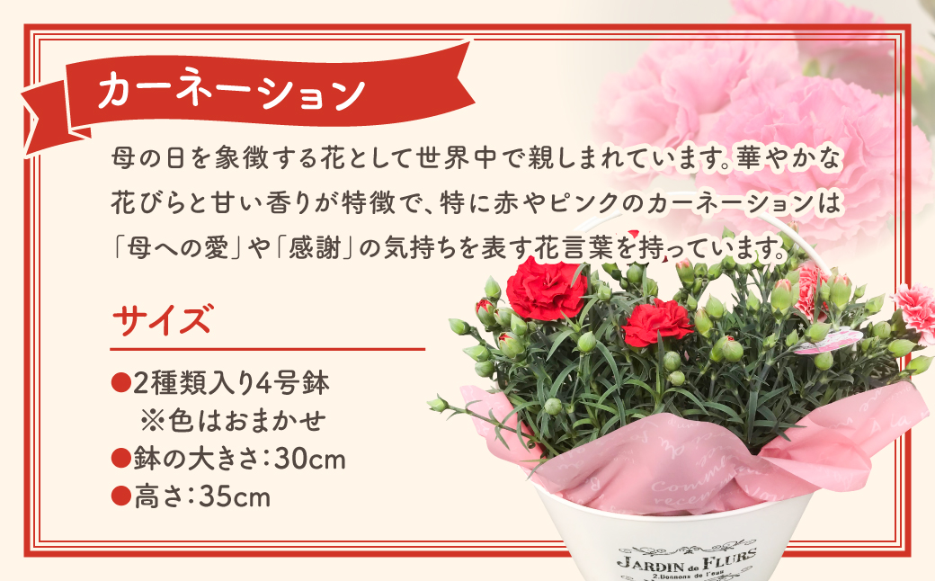 【 先行受付：令和7年5月11日の母の日 】 カーネーション 2種「 4号鉢 バスケット 入り 」 母の日直前にお届け 2025年 お母さんへの心を込めた贈り物 長持ち 鉢植え フラワーセット プレゼント 送料無料 故郷納税 福島県 田村市 フローラハシモト N052-005