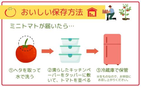 【先行予約】ミニトマト サンチェリー 3kg 7月発送 大容量 トマト プチトマト 新鮮 野菜 農家直送 3キロ おすすめ おいしい ギフト 贈答 プレゼント 福島県 田村市 田村 よしのや農園 N061-002