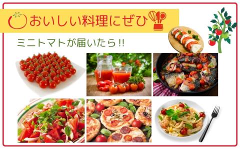 【先行予約】ミニトマト サンチェリー 1.5kg 7月発送 トマト とまと プチトマト 新鮮 野菜 農家直送 おすすめ ギフト 贈答 プレゼント 10000円 1万円 福島県 田村市 田村 よしのや農園 N061-001