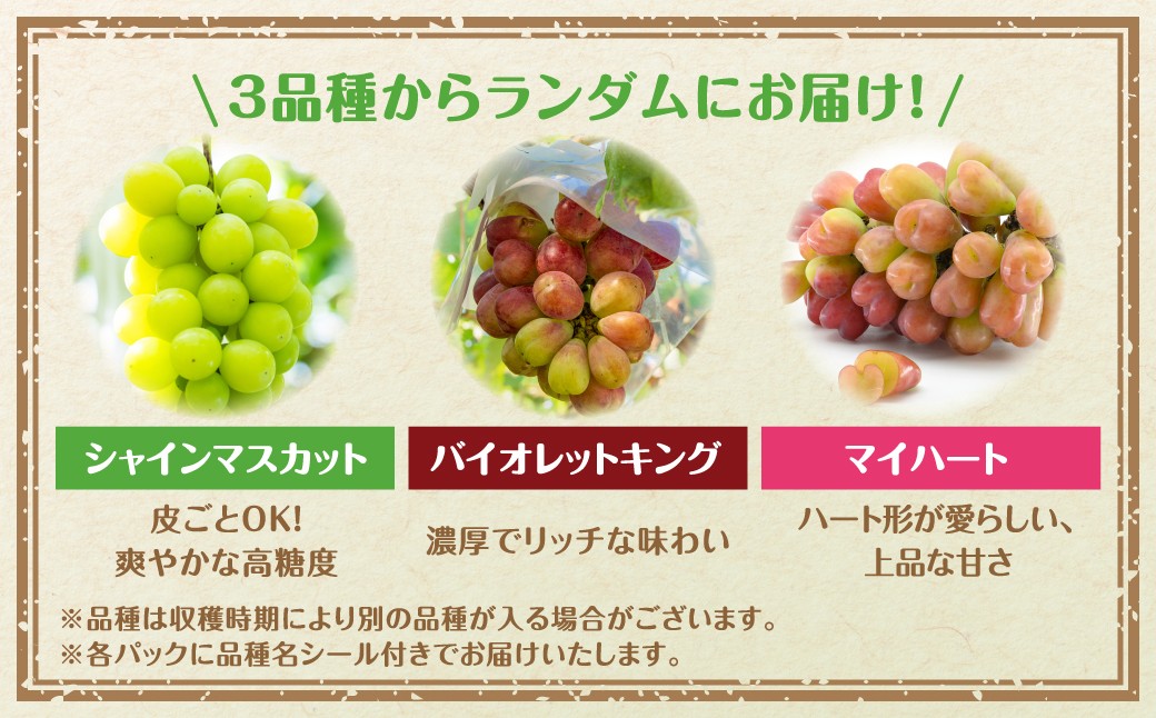 【先行予約 2026年発送】 2～4品種のぶどう食べ比べパック 計約1.2kg 約300g×4 (訳あり粒タイプ) 10月より順次発送 粒パック シャインマスカット バイオレットキング ピオーネ マイハート ゴルビー クイーンニーナ 家庭用 オススメ 福島県 田村市 鈴木農園