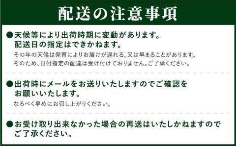 【 先行予約 2025年発送 】 シャインマスカット 1.3kg 2房 冷蔵 高級 種無し 種なし ブドウ ぶどう 品種 果物 甘さ 香り 美味しい 食べ方 人気 ランキング おすすめ 家庭用 福島県 田村市 N046-002