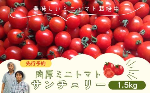 【先行予約】ミニトマト サンチェリー 1.5kg 7月発送 トマト とまと プチトマト 新鮮 野菜 農家直送 おすすめ ギフト 贈答 プレゼント 10000円 1万円 福島県 田村市 田村 よしのや農園 N061-001