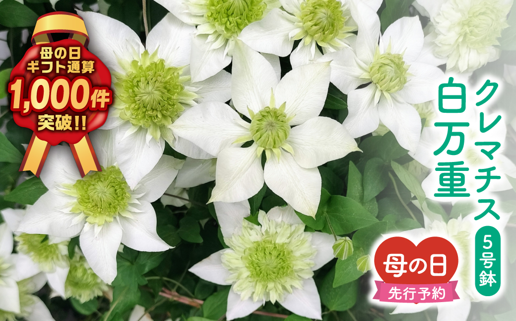 ＼先行受付 令和8年5月10日の母の日お届け：5月6日(水) 決済完了分まで！／   クレマチス 「 白万重 」 5号鉢 ラッピング付き 母の日直前にお届け 2026年 お母さんへの心を込めた贈り物 長持ち 鉢植え フラワーセット プレゼント 送料無料 故郷納税 福島県 田村市 フローラハシモト N052-010
