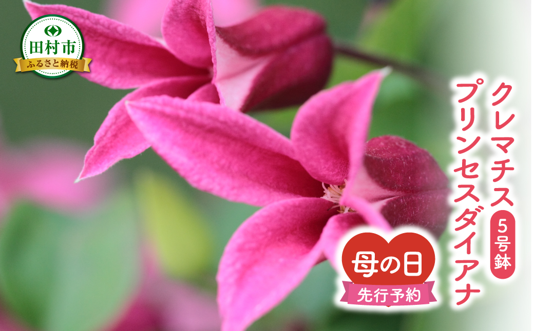 【 先行受付：令和7年5月11日の母の日 】 クレマチス 「 プリンセスダイアナ 」 5号鉢 ラッピング付き 母の日直前にお届け 2025年 お母さんへの心を込めた贈り物 長持ち 鉢植え フラワーセット プレゼント 送料無料 故郷納税 福島県 田村市 フローラハシモト N052-006