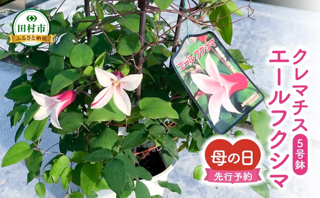 【 先行受付：令和7年5月11日の母の日 】 クレマチス 「 エールフクシマ 」 5号鉢 ラッピング付き 母の日直前にお届け 2025年 お母さんへの心を込めた贈り物 長持ち 鉢植え フラワーセット プレゼント 送料無料 故郷納税 福島県 田村市 フローラハシモト N052-007