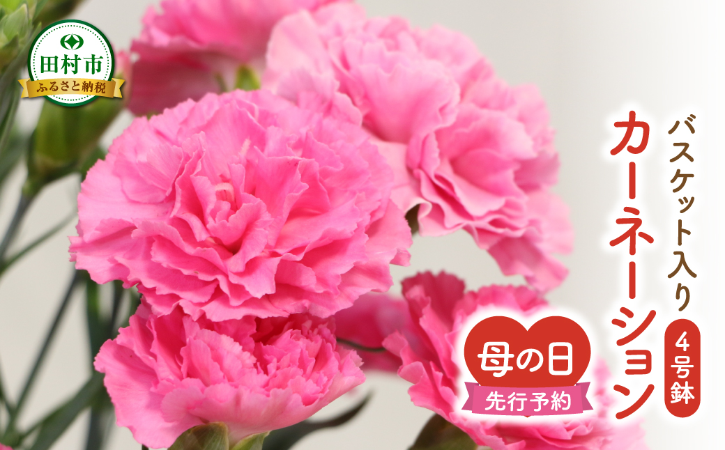 【 先行受付：令和7年5月11日の母の日 】 カーネーション 2種「 4号鉢 バスケット 入り 」 母の日直前にお届け 2025年 お母さんへの心を込めた贈り物 長持ち 鉢植え フラワーセット プレゼント 送料無料 故郷納税 福島県 田村市 フローラハシモト N052-005