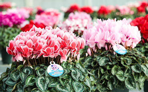 【2026年 先行予約】シクラメン 色おまかせ 8号 | 根本園芸 【53850-011-05】 色：おまかせ シクラメン 8号×1鉢(プラ鉢入り)