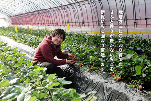 【数量限定】伊賀いちご園のおまかせ4P（280g/パック×4パック） - イチゴ ストロベリー strawberry【1800901】