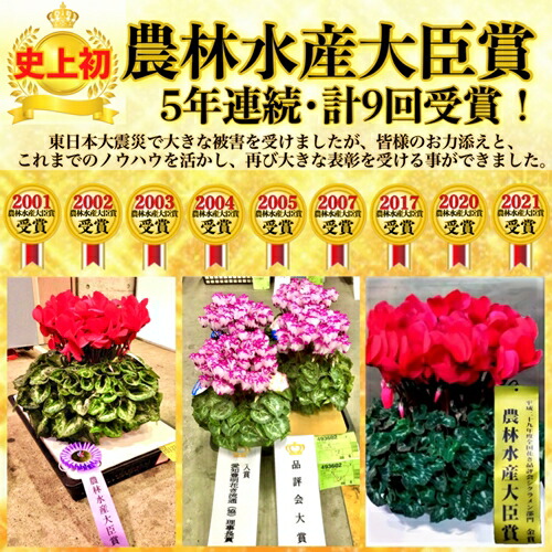 【2026年 先行予約】アジサイ 空海 5号 青系 | 根本園芸 【53850-001-06】 色：空海(青系) アジサイ 5号×1鉢(プラ鉢入り)